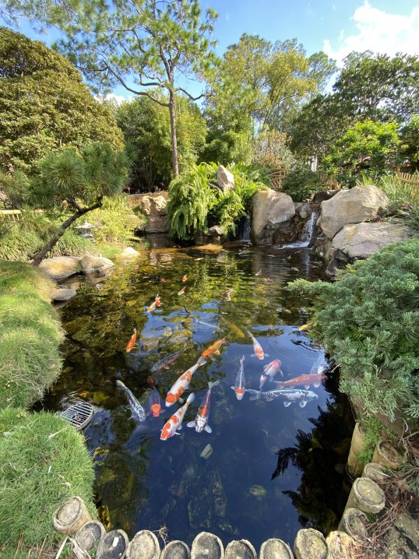 Koi Ponds