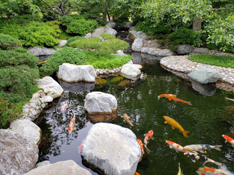 Koi Ponds